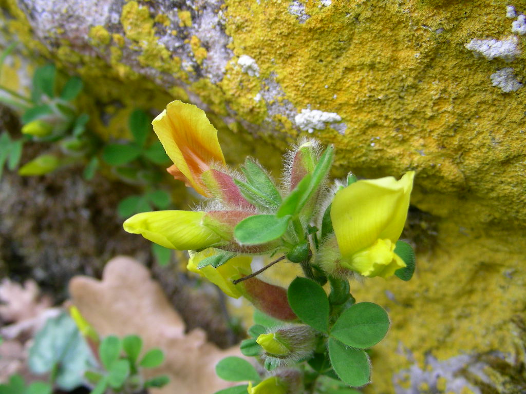 Chamaecytisus hirsutus d''Abruzzo